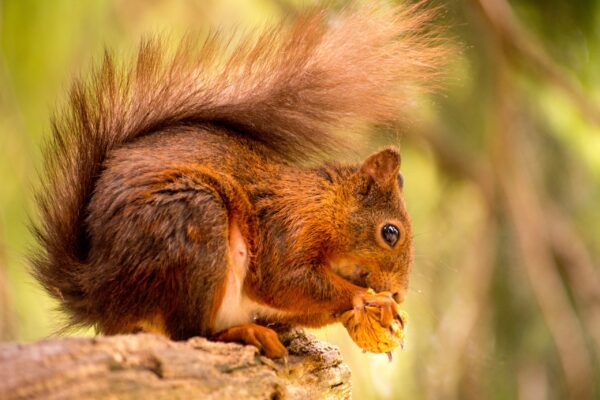 Eichhörnchen